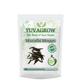 Yuvagrow Marathi Moggu (Kapak Buds)