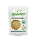 Yuvagrow Barnyard Millet