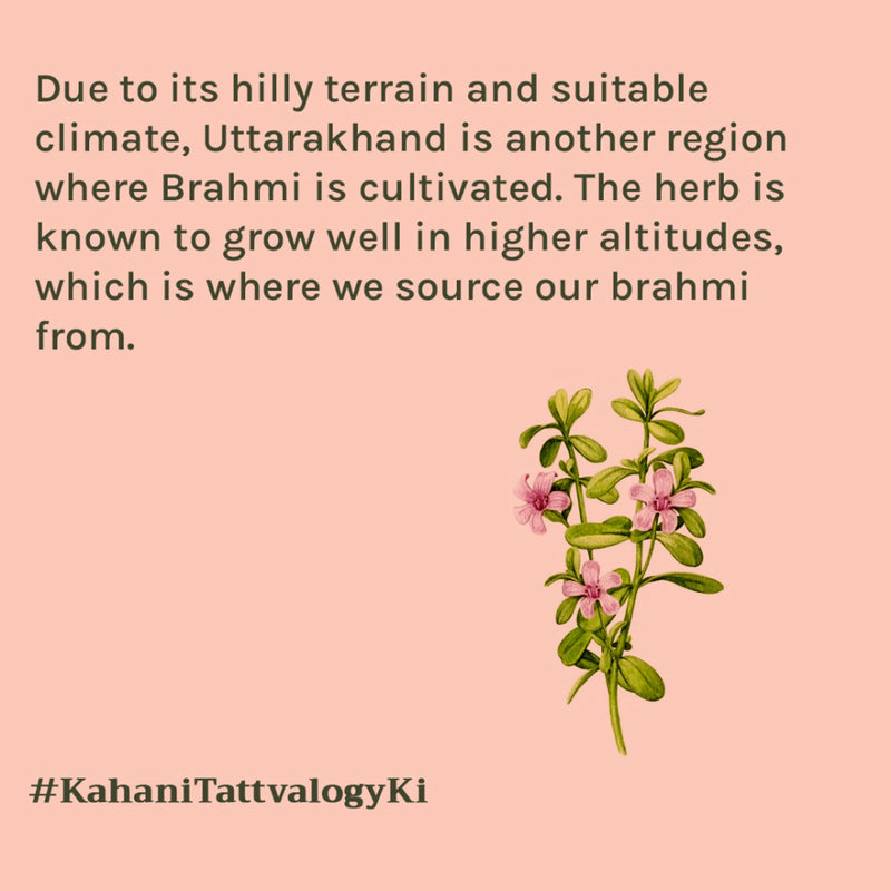 Tattvalogy Brahmi Powder -Brahmi Leaves, Conditions Hair, Adds Shine & Promotes Silky, Healthy Hair