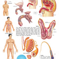 Dreamland Publications Educational Chart for Kids - The Male Reproductive System