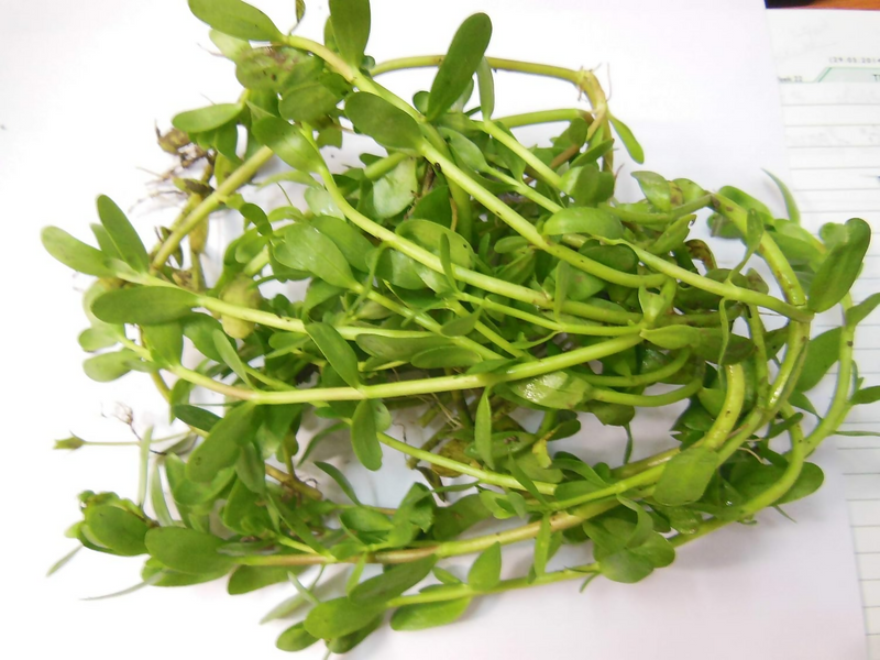 Carmel Organics Brahmi/Bacopa Monnieri Powder