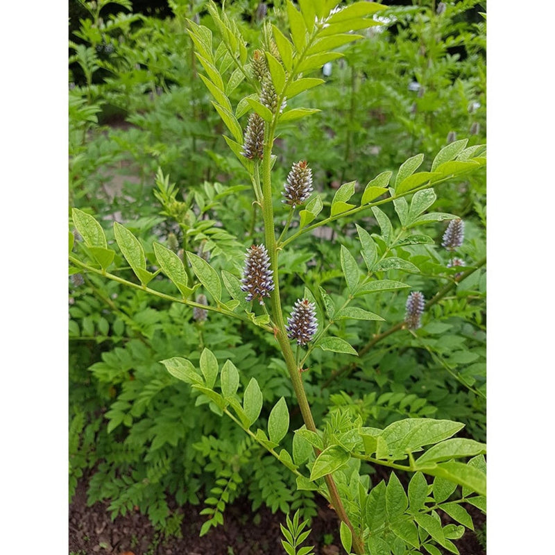 Mesmara Herbal Mulethi Licorice Yastimadhu Powder(100gm)