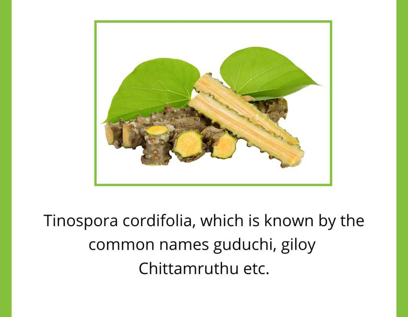 Satvi Wellness Guduchi Tea | Natural Giloy Tea Bags