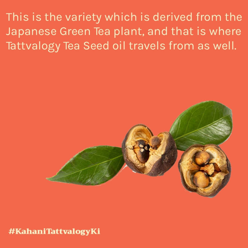 Tattvalogy Green Tea Seed Oil - Cold Pressed, Anti - Aging, Known to Boosts Collagen, Youthful Skin