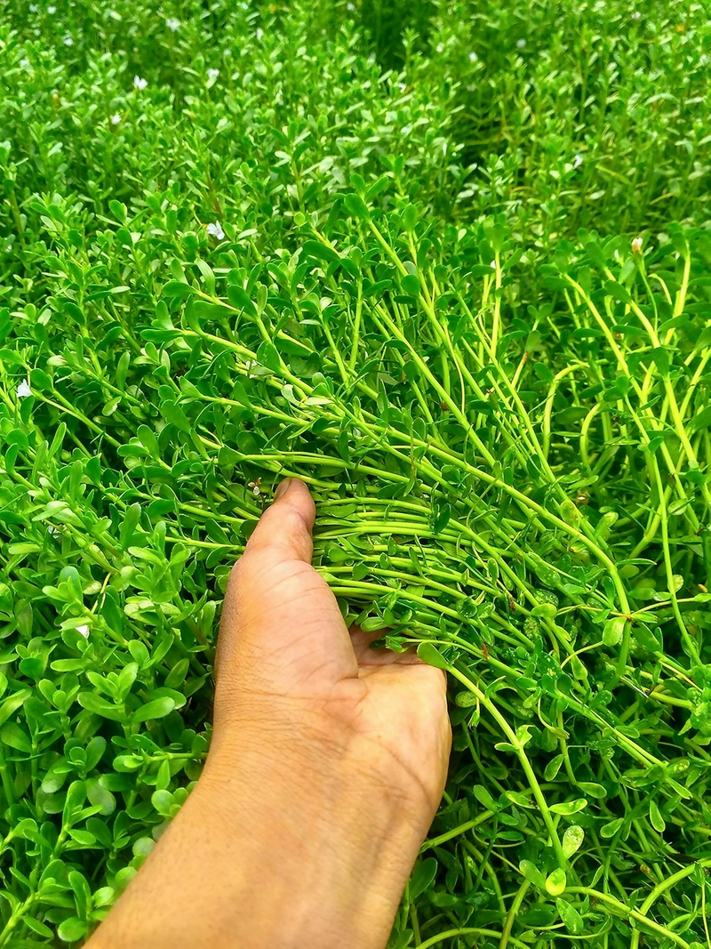 Carmel Organics Brahmi/Bacopa Monnieri Powder