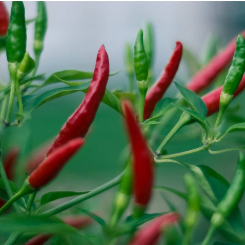 Freshon Guntur Chilli Natural