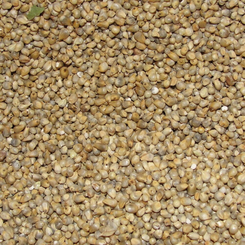 Freshon Pearl Millet - Natural